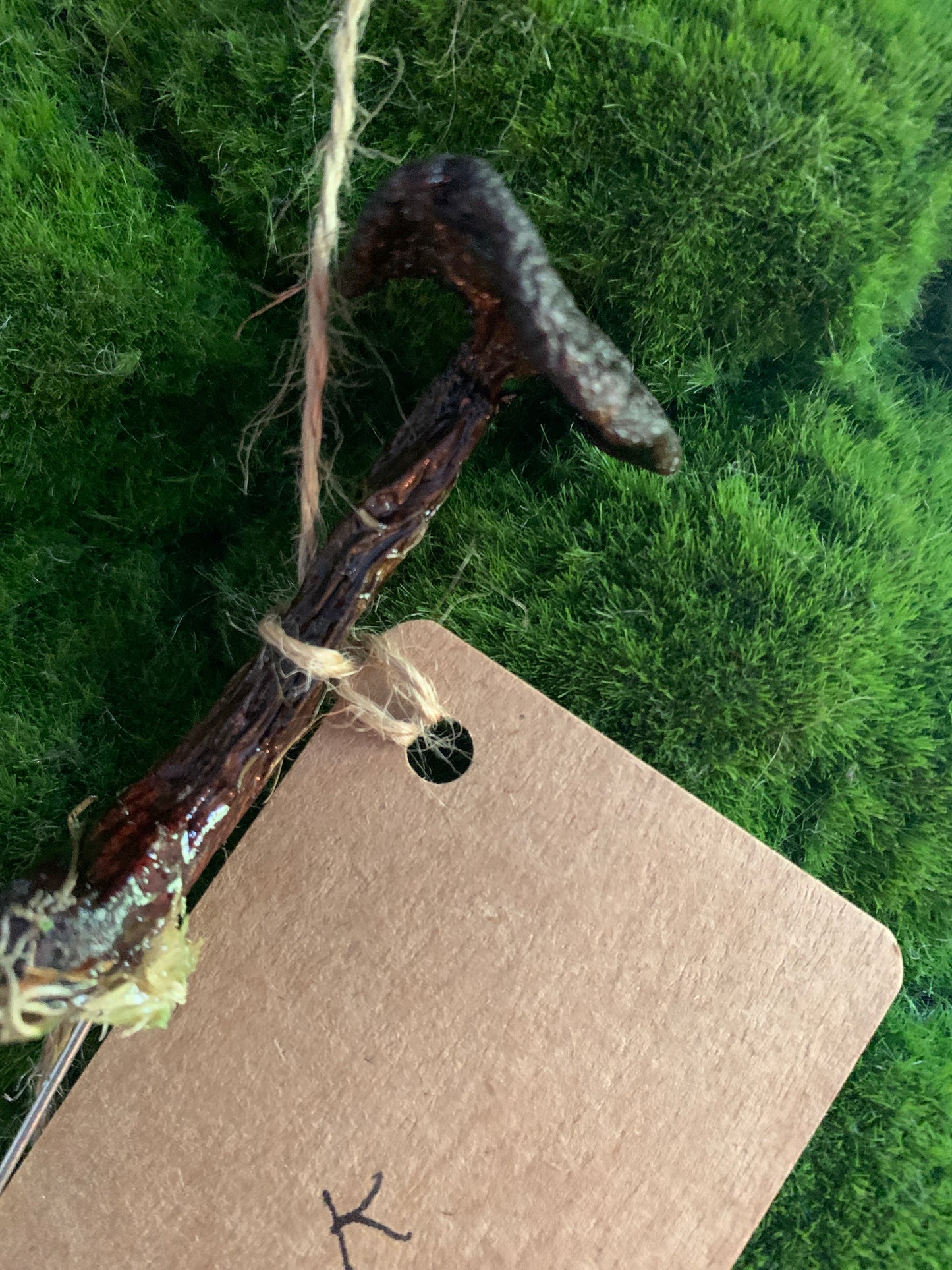 Wild Ontario Mushroom Plant Spikes