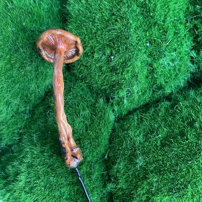 Wild Ontario Mushroom Plant Spikes
