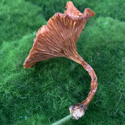 Wild Ontario Mushroom Plant Spikes