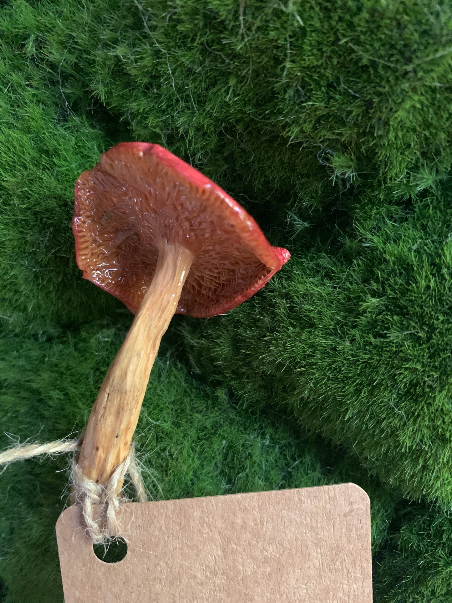 Wild Ontario Mushroom Plant Spikes