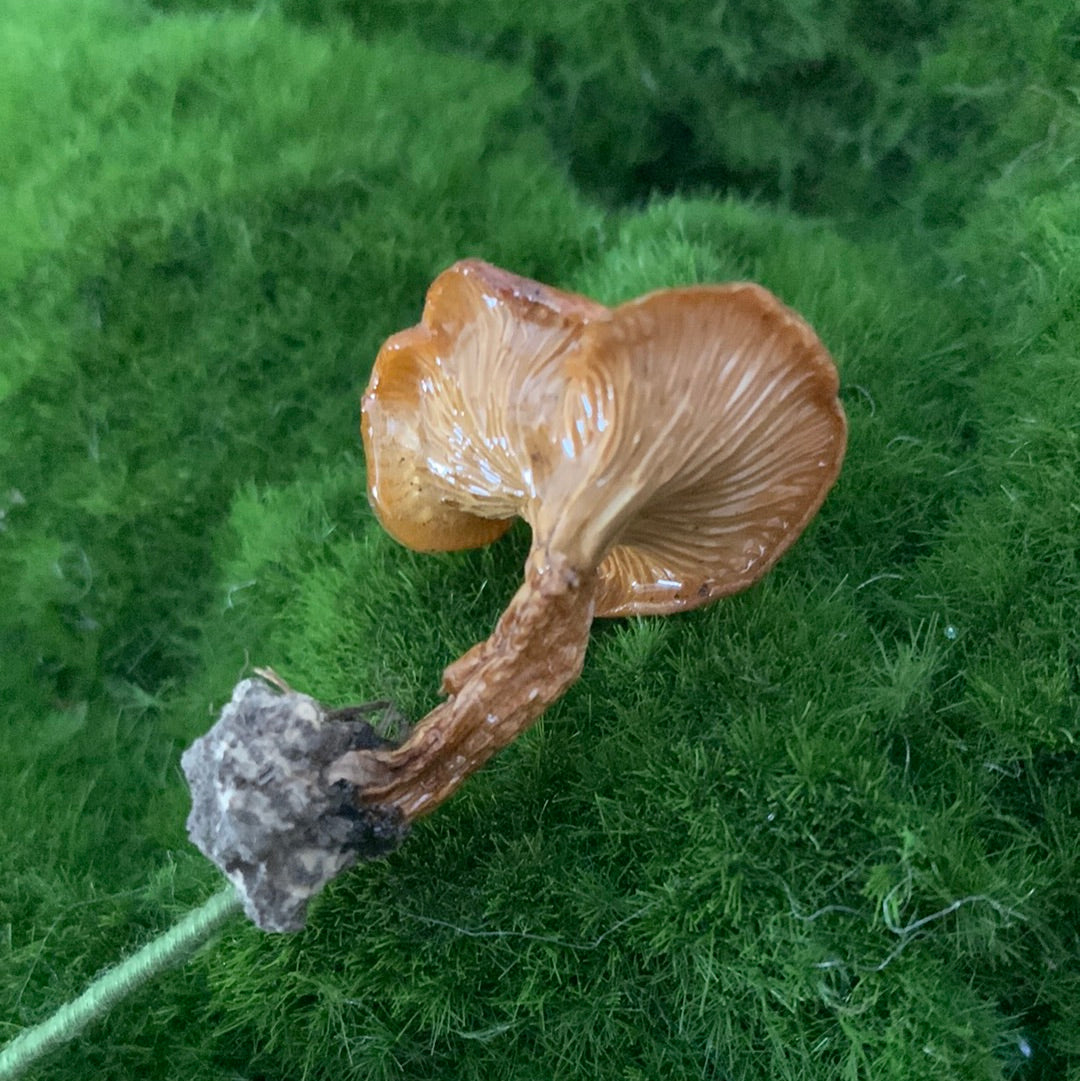 Wild Ontario Mushroom Plant Spikes