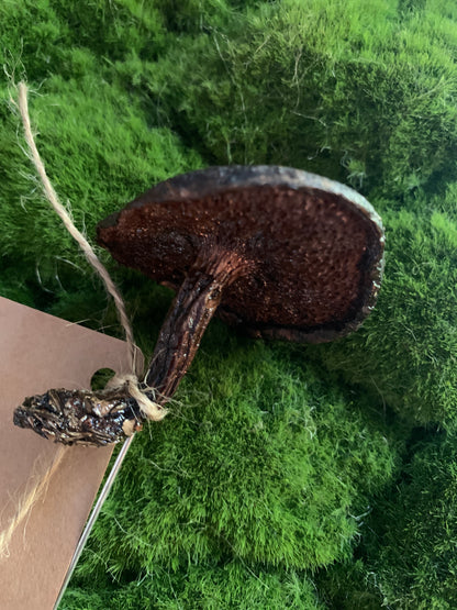 Wild Ontario Mushroom Plant Spikes