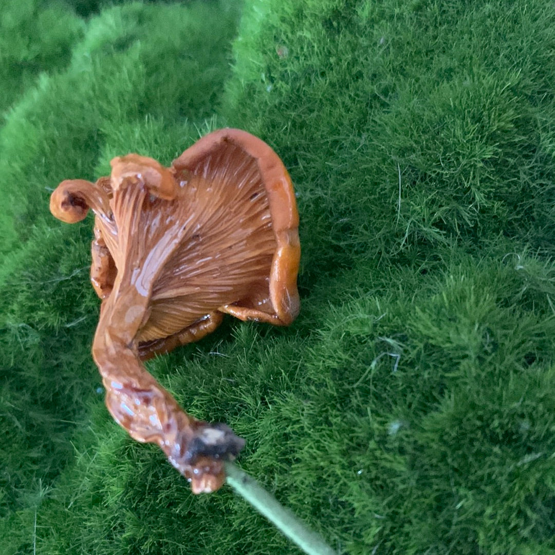 Wild Ontario Mushroom Plant Spikes