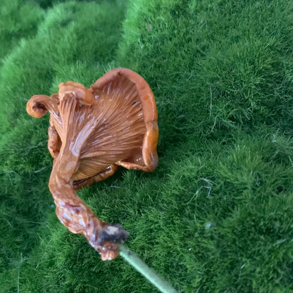Wild Ontario Mushroom Plant Spikes