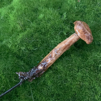 Wild Ontario Mushroom Plant Spikes