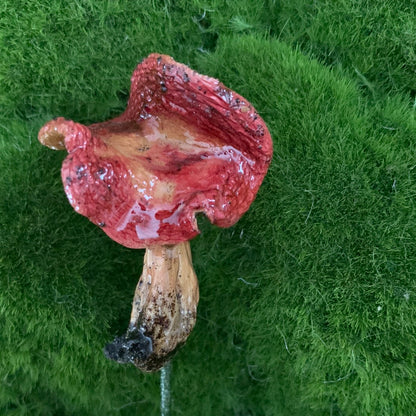 Wild Ontario Mushroom Plant Spikes