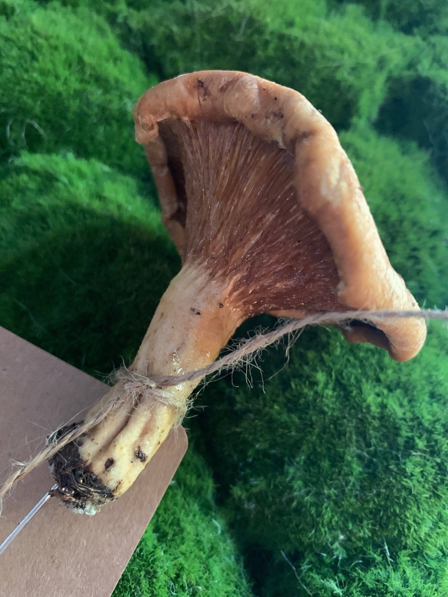 Wild Ontario Mushroom Plant Spikes - The Flannel Couch