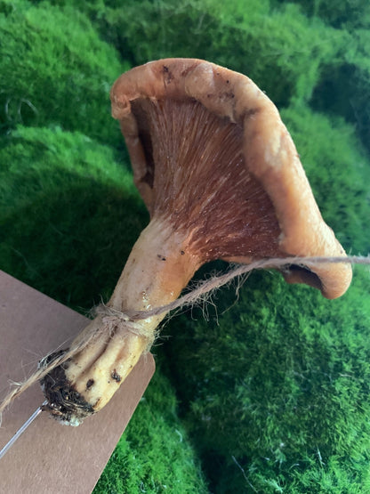 Wild Ontario Mushroom Plant Spikes - The Flannel Couch