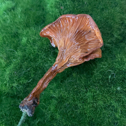 Wild Ontario Mushroom Plant Spikes - The Flannel Couch