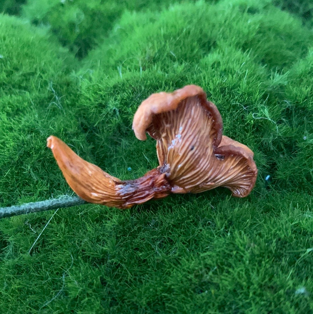 Wild Ontario Mushroom Plant Spikes - The Flannel Couch