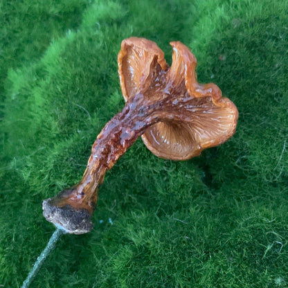 Wild Ontario Mushroom Plant Spikes - The Flannel Couch