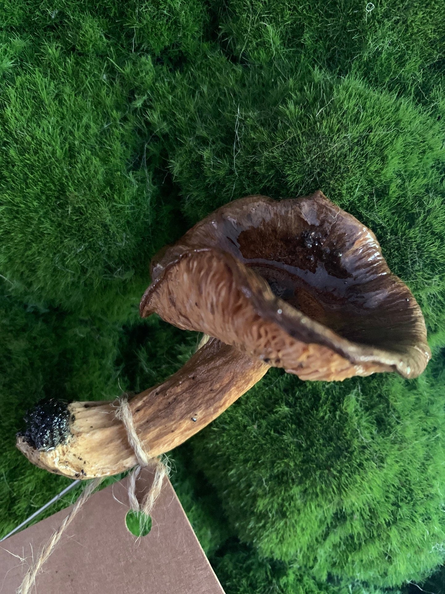 Wild Ontario Mushroom Plant Spikes - The Flannel Couch