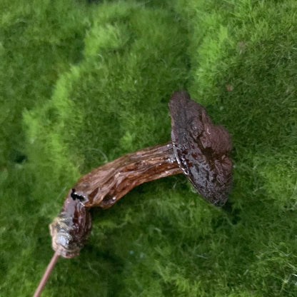 Wild Ontario Mushroom Plant Spikes - The Flannel Couch