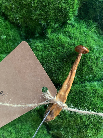 Wild Ontario Mushroom Plant Spikes - The Flannel Couch