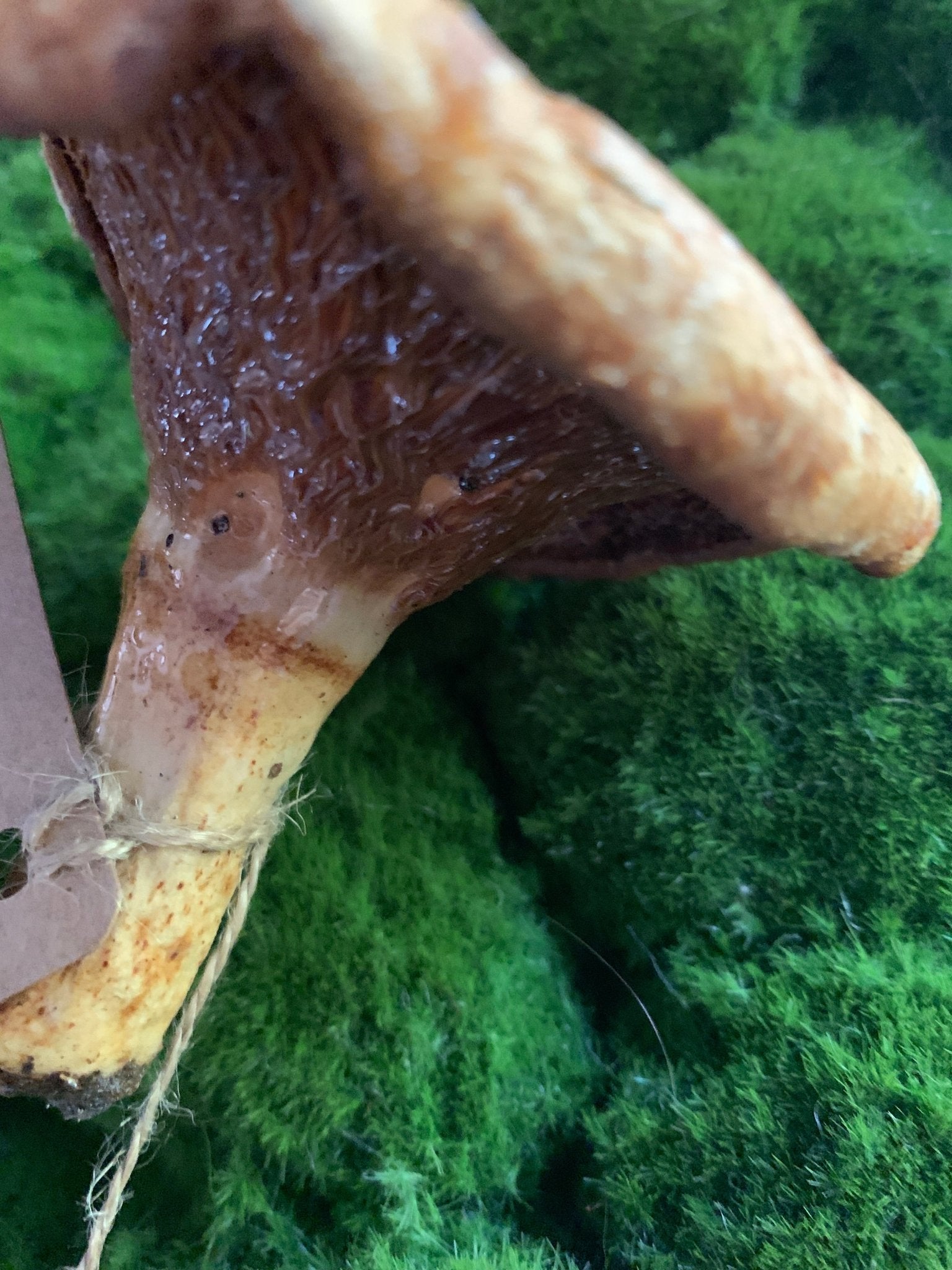 Wild Ontario Mushroom Plant Spikes - The Flannel Couch