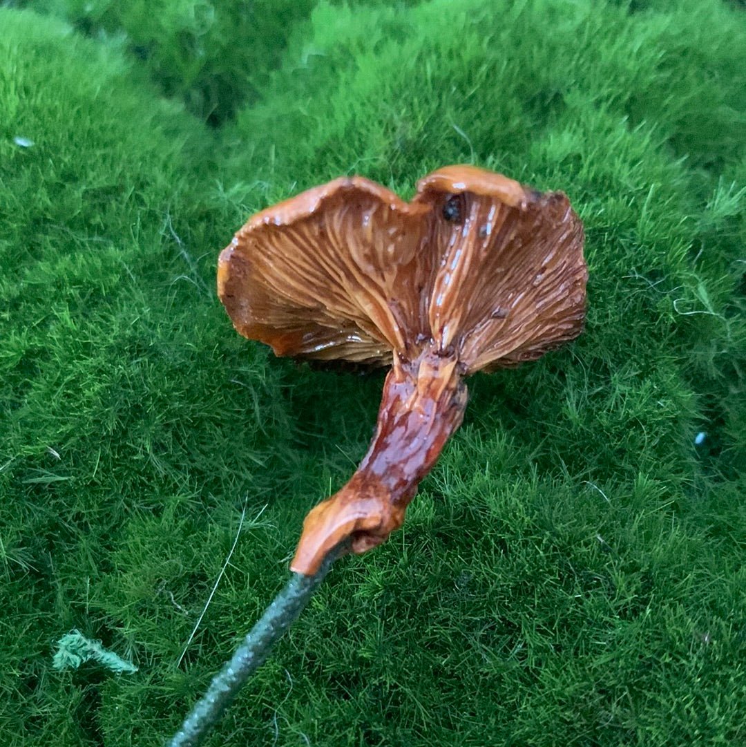 Wild Ontario Mushroom Plant Spikes - The Flannel Couch