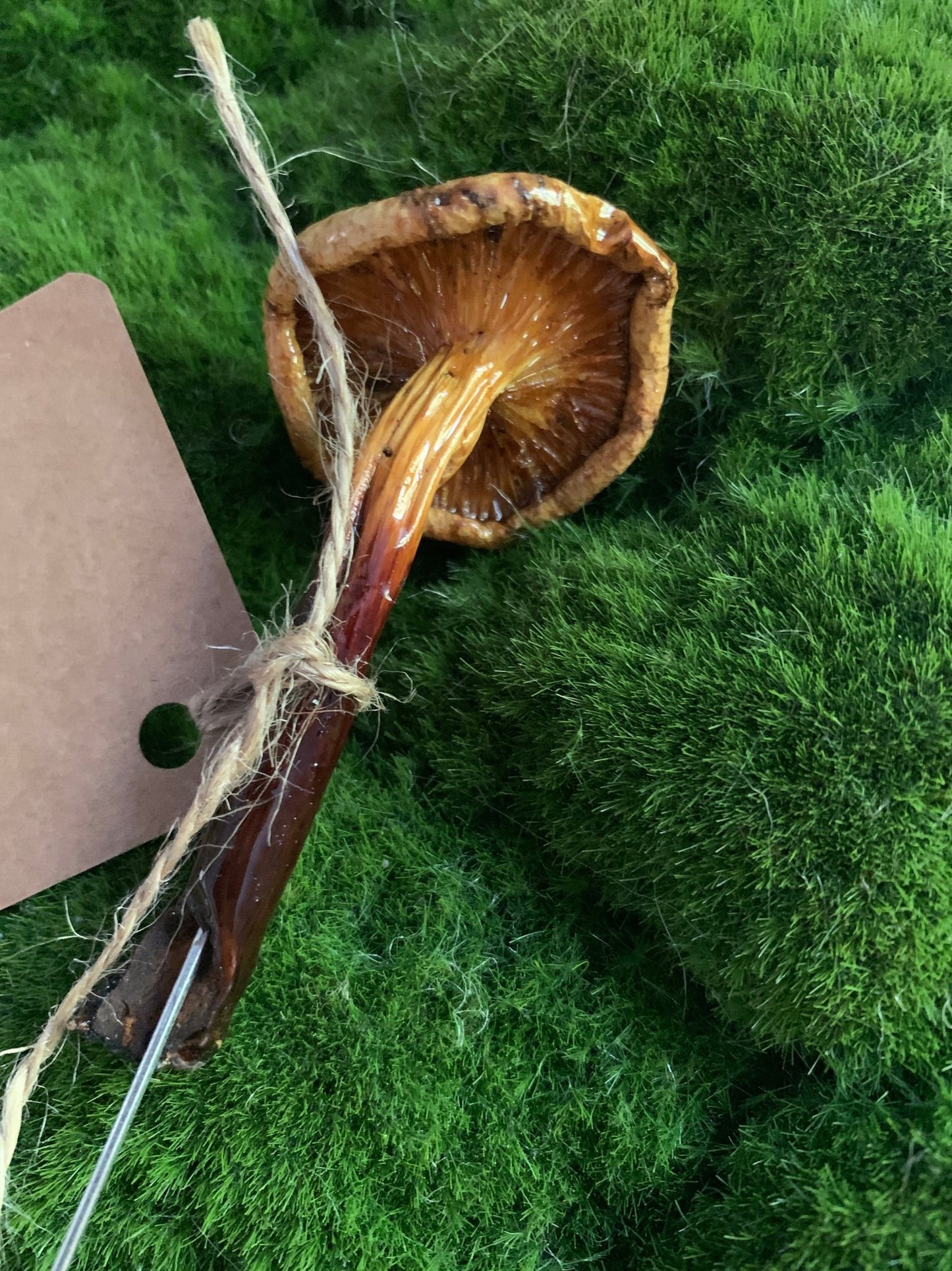 Wild Ontario Mushroom Plant Spikes - The Flannel Couch