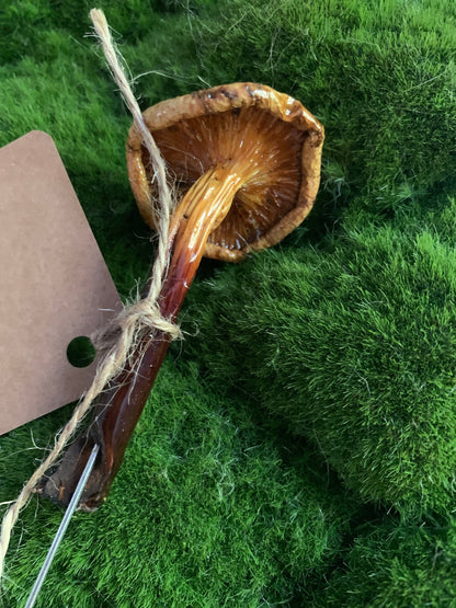 Wild Ontario Mushroom Plant Spikes - The Flannel Couch